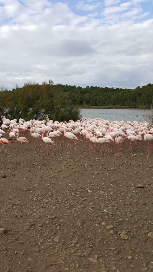 Appartement Le Flamant Rose Port-la-Nouvelle Dış mekan fotoğraf